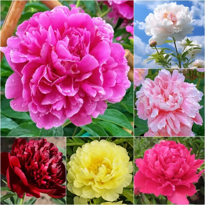 Flor - Rainha das Flores