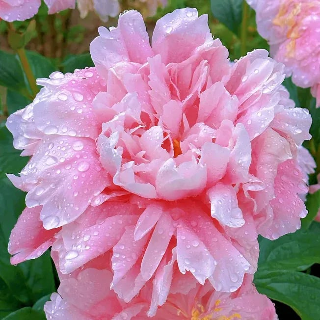 Flor - Rainha das Flores