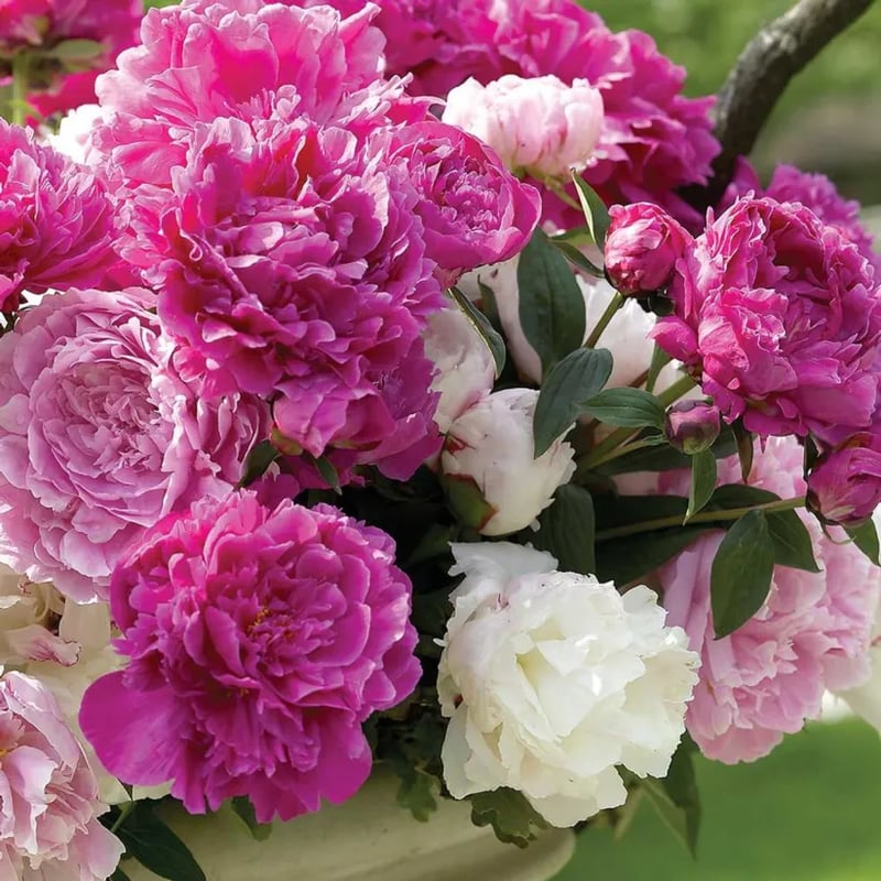 Flor - Rainha das Flores