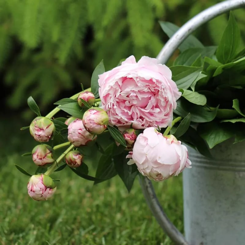 Flor - Rainha das Flores