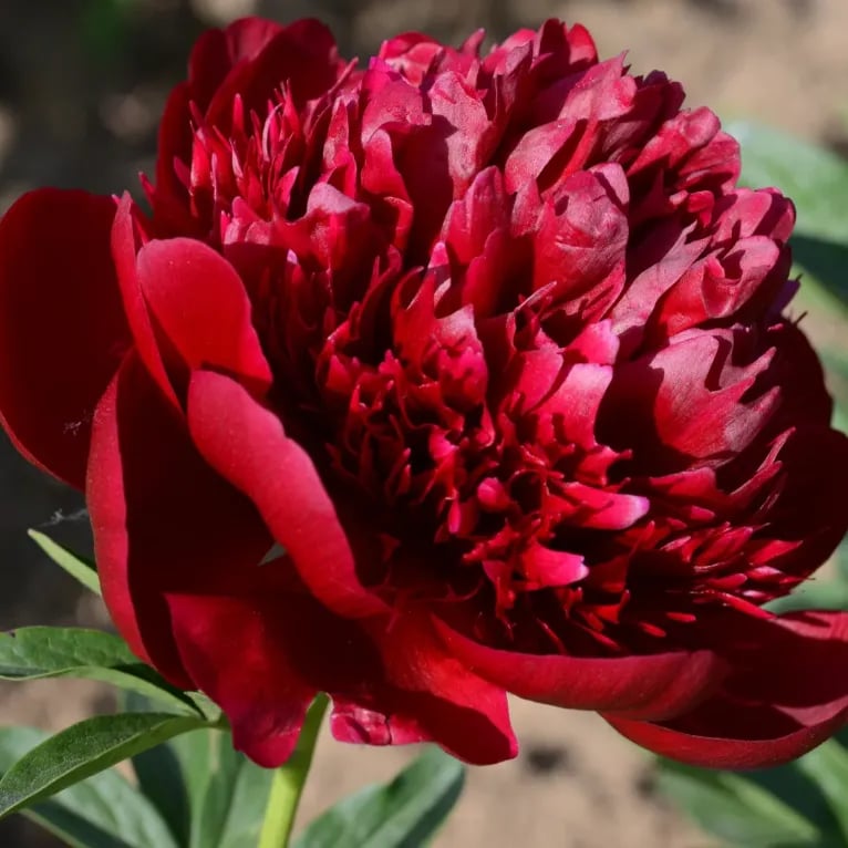 Flor - Rainha das Flores
