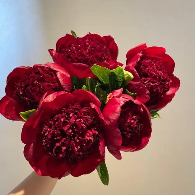Flor - Rainha das Flores