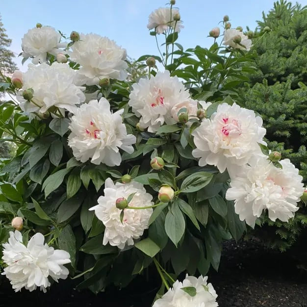 Flor - Rainha das Flores